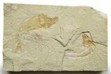 Cretaceous Fossil Shrimp and Fishes - Lebanon #376595-1